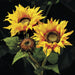 28" Artificial Sunflower Flower Spray -Brown (Pack of 12) - FSS463-BR