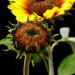 28" Artificial Sunflower Flower Spray -Brown (Pack of 12) - FSS463-BR