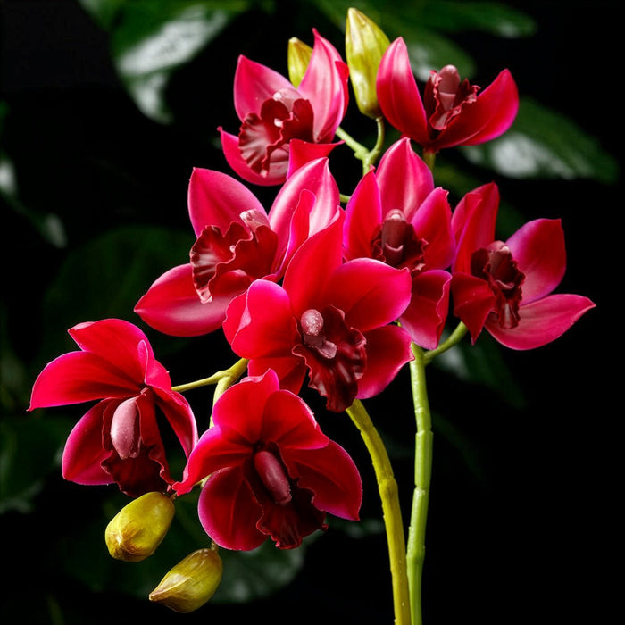 19" Hand-Wrapped Cymbidium Orchid Silk Flower Stem -Boysenberry (Pack of 12) - HSO047-BB