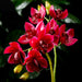 19" Hand-Wrapped Cymbidium Orchid Silk Flower Stem -Boysenberry (Pack of 12) - HSO047-BB