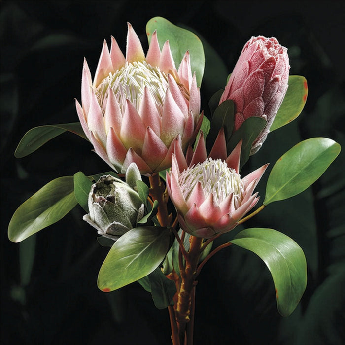 26" Queen Protea Silk Flower Stem -Pink/Green (Pack of 12) - HSP005-PK/GR