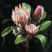 26" Queen Protea Silk Flower Stem -Pink/Green (Pack of 12) - HSP005-PK/GR