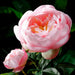 22" Hand-Wrapped Silk Peony Bud Flower Spray -Pink (Pack of 24) - HSP280-PK