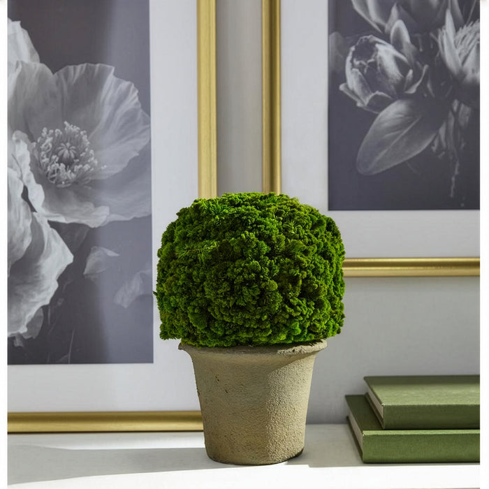 9.8" Preserved Celosia Ball-Shaped Topiary w/Pot -Green - KRC140-GR