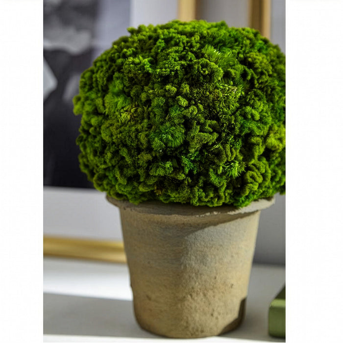 9.8" Preserved Celosia Ball-Shaped Topiary w/Pot -Green - KRC140-GR