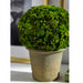 9.8" Preserved Celosia Ball-Shaped Topiary w/Pot -Green - KRC140-GR