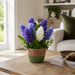13" Hyacinth Silk Flower Arrangement w/Cement Pot -Blue/Purple - LFH295-BL/PU
