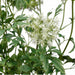 40.5" Queen Anne's Lace Plant Silk Flower Arrangement -White - LFQ119-WH