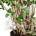 5' Mini Leaf Silk Plant w/Pot -Green - LP0008-GR
