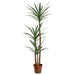 4'11" Silk Yucca Tree w/Pot -Green (Pack of 2) - LPY461-GR