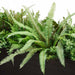 16" Mixed Fern Silk Plant w/Wood Box -Green - LQF174-GR