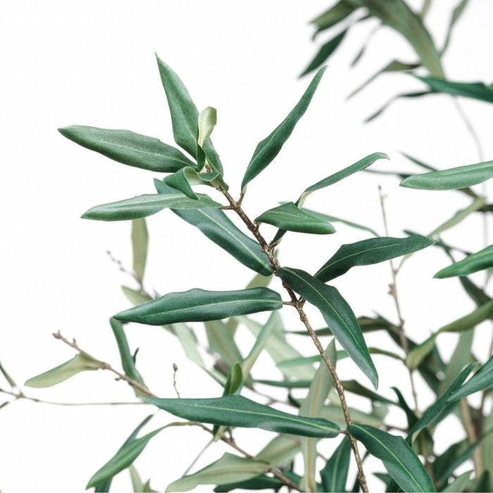 5'10" Silk Olive Tree w/Clay Pot -Green - LTO063-GR