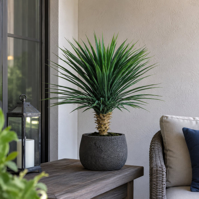 2'6" Californian Whipple Yucca Silk Tree w/Base -Green (Pack of 2) - PPY176-GR