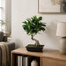18" Silk Money Leaf Bonsai Plant w/Planter -Green - SAFDYPA09