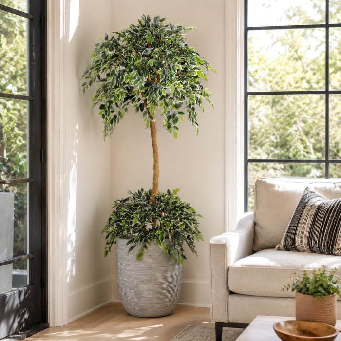 6' Natural Trunk Silk Ficus Tree w/Pot -Variegated - SAFTCP104