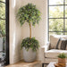 6' Natural Trunk Silk Ficus Tree w/Pot -Variegated - SAFTCP104