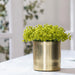 8"Hx8"W Artificial Baby's Breath Flower Arrangement w/Cylinder Container -Green - WF0699-GR