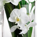 30"Hx40"W Phalaenopsis Orchid, Selloum Leaf & Palm Silk Flower Arrangement -White/Green - WF1836-WH/GR