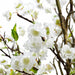 34"Hx19"W Cherry Blossom & Twig Silk Flower Arrangement -White - WF9006-WH
