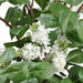 37.5" Silk Lilac Flower & Twig Arrangement w/Glass Vase -Cream/Green - WF9855-CR/GR
