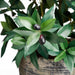3' Olive Silk Tree w/Planter -2 Tone Green - WP7526-GR/TT