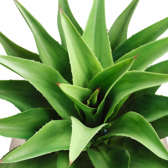 34"Hx21"W Agave Attenuata Artificial Plant w/Fiber Clay Planter -Green - WP7940-GR