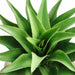 34"Hx21"W Agave Attenuata Artificial Plant w/Fiber Clay Planter -Green - WP7940-GR