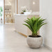 34"Hx21"W Agave Attenuata Artificial Plant w/Fiber Clay Planter -Green - WP7940-GR