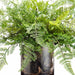 17"Hx20"W Lace Fern Silk Plant w/Soft Soil In Glass Vase -Green - WP8007-GR