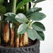 4' Zanzibar Gem Zamioculcas Succulent Artificial Plant w/Cement Pot -Green - WP8156-GR