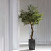 10' Olive Silk Tree w/Fiber Cement Planter -Green - WT4950-GR