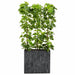 6'6" EVA Schefflera Wall Divider Artificial Tree w/Container -Green - WT5047-GR