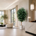 7'8" Silk Ficus Tree w/White Planter -Green/White - WT5518-GR/WH