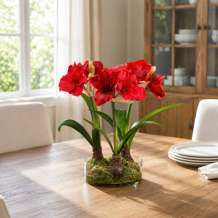 21.5"Hx24"W Silk Amaryllis Flower With Bulb, Skimmia & Sedum Arrangement w/Glass Vase -Red/Green - WX8086-RE