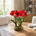 21.5"Hx24"W Silk Amaryllis Flower With Bulb, Skimmia & Sedum Arrangement w/Glass Vase -Red/Green - WX8086-RE