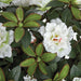 15" Silk Azalea Flower Bush -White (Pack of 6) - P0261