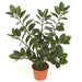 21" Zanzibar Gem Zamioculcas Succulent Artificial Plant w/Pot -Green (Pack of 4) - P-101700