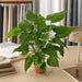 24" Alocasia Leaf Silk Plant w/Terra Cotta Pot -Green (Pack of 2) - P101720