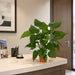 24" Alocasia Leaf Silk Plant w/Terra Cotta Pot -Green (Pack of 2) - P101720