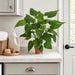 24" Alocasia Leaf Silk Plant w/Terra Cotta Pot -Green (Pack of 2) - P101720