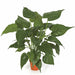 24" Alocasia Leaf Silk Plant w/Terra Cotta Pot -Green (pack of 2) - P101720