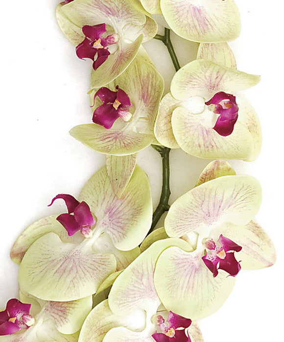 38" Silk Phalaenopsis Orchid Flower Stem -Light Green (Pack of 4) - P110650