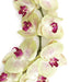 38" Silk Phalaenopsis Orchid Flower Stem -Light Green (Pack of 4) - P110650