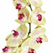 38" Silk Phalaenopsis Orchid Flower Stem -Light Green (Pack of 4) - P110650
