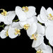 38" Silk Phalaenopsis Orchid Flower Stem -White/Cream (Pack of 4) - P110656