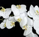 38" Silk Phalaenopsis Orchid Flower Stem -White/Cream (pack of 4) - P110656