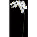 38" Silk Phalaenopsis Orchid Flower Stem -White/Cream (pack of 4) - P110656