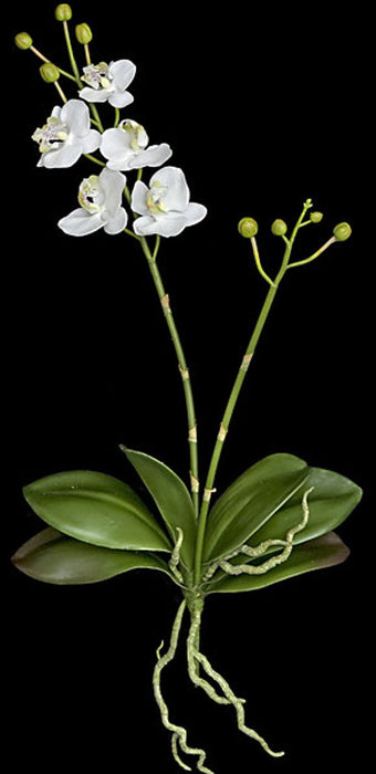 18" Phalaenopsis Orchid With Roots Silk Flower Stem -Cream/White (Pack of 4) - P-110720