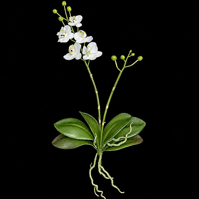 18" Phalaenopsis Orchid With Roots Silk Flower Stem -Cream/White (Pack of 4) - P-110720