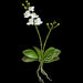 18" Phalaenopsis Orchid With Roots Silk Flower Stem -Cream/White (Pack of 4) - P-110720